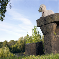 Princess, Bichon Frise - Poodle Mix